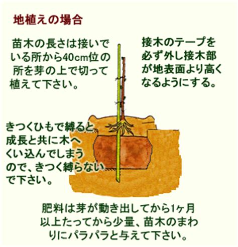 無樹根|樹木の根の特性と植え方